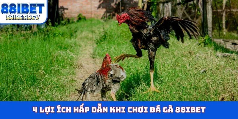 4 lợi ích hấp dẫn khi chơi đá gà 88IBET