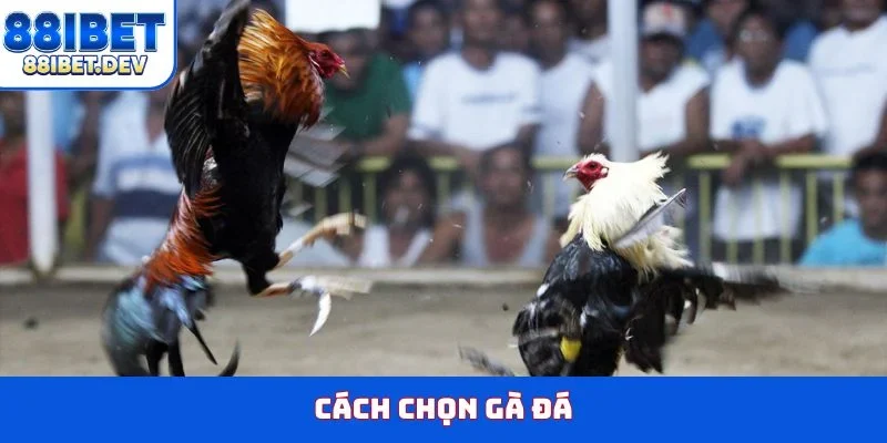 cách chọn gà đá