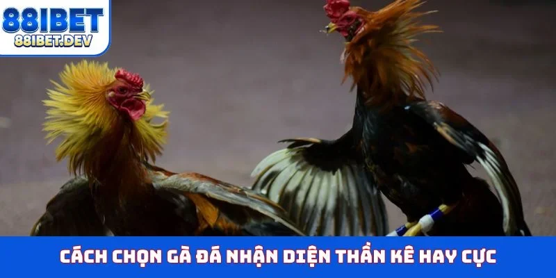 Cách chọn gà đá nhận diện thần kê hay cực