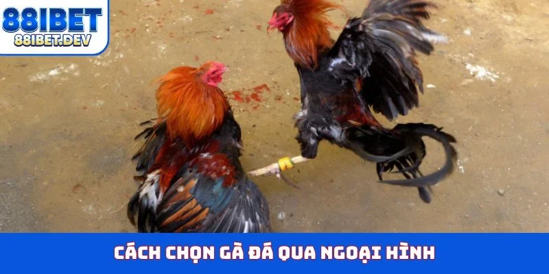 Cách chọn gà đá qua ngoại hình