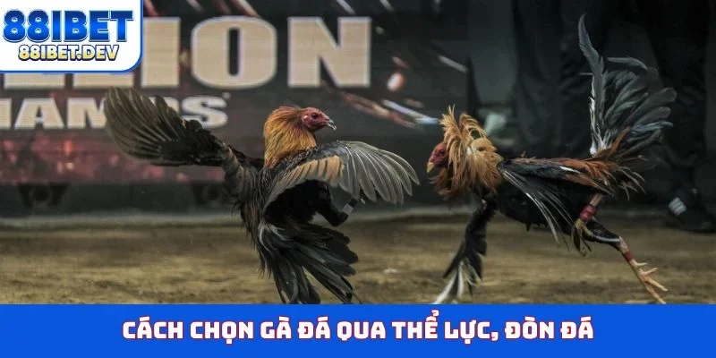 Cách chọn gà đá qua thể lực, đòn đá